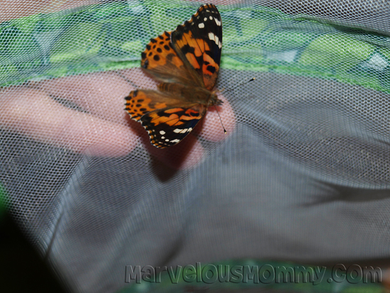 My Live Butterfly Garden_Butterfly