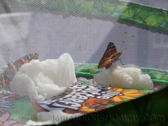 My Live Butterfly Garden_Eating