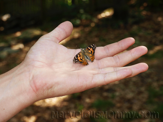 My Live Butterfly Garden_Releasing in Hubbys Hand