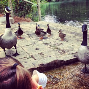 feeding ducks