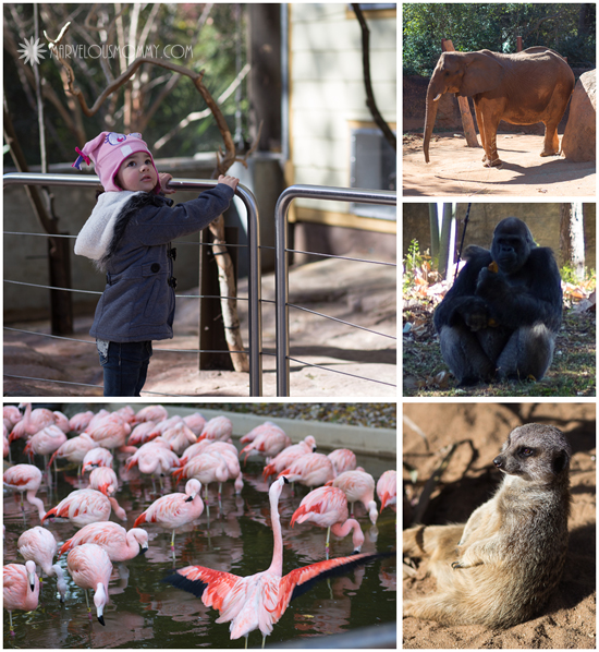 Zoo Atlanta Pics