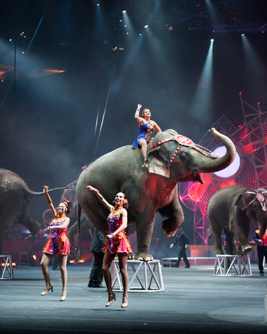 circus_elephant_550