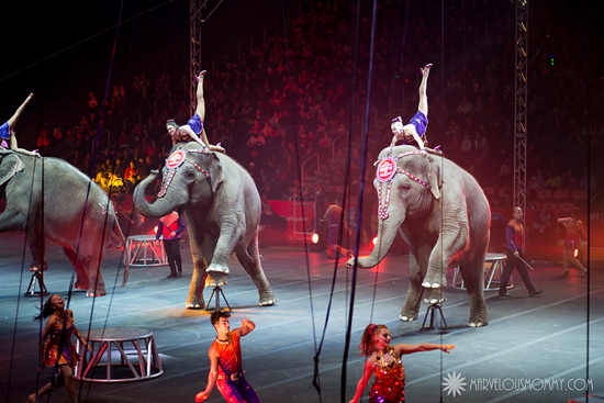 Ringling Bros Circus Elephants
