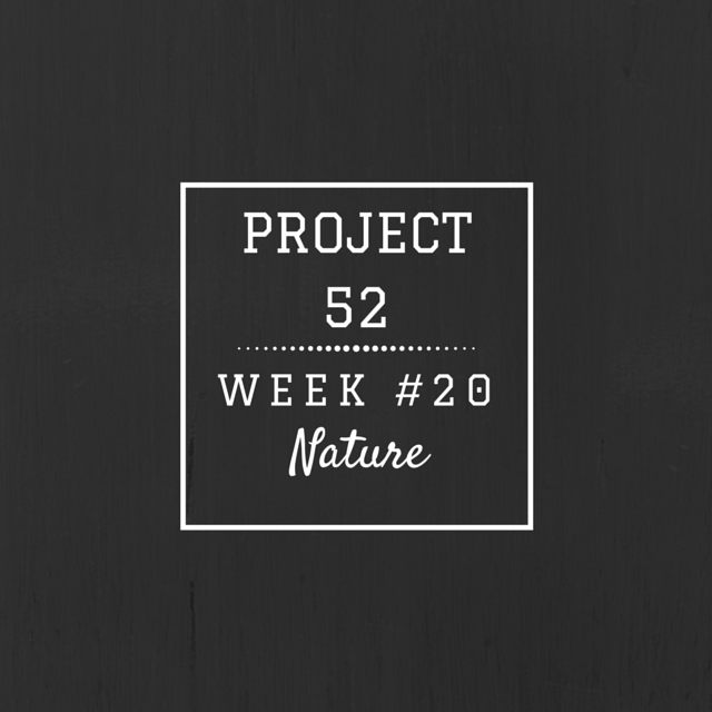 Project52 - week20