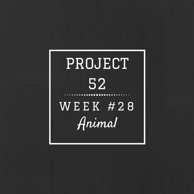 Project52week28